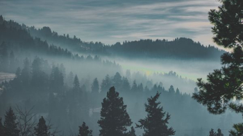 forest under fog forest under fog