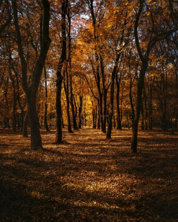 forest walk during daytime forest walk during daytime