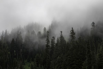 forest with fog forest with fog