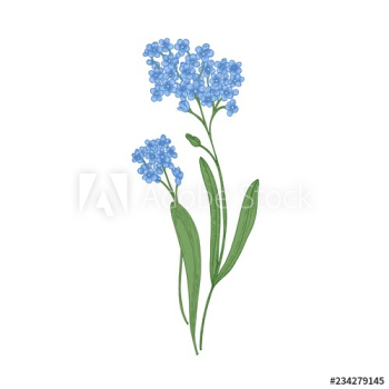 Forget-me-not flowers isolated on white background Forget-me-not flowers isolated on white background