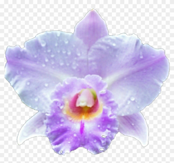 Forrest Orchid By Jeanicebartzen27 Forrest Orchid By - Orchid Transparent Frame Png Forrest Orchid By Jeanicebartzen27 Forrest Orchid By - Orchid Transparent Frame Png