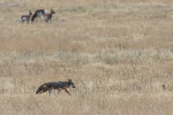 Four Animals of Grass Field Four Animals of Grass Field
