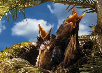 Four Black Chicks in Nest Four Black Chicks in Nest