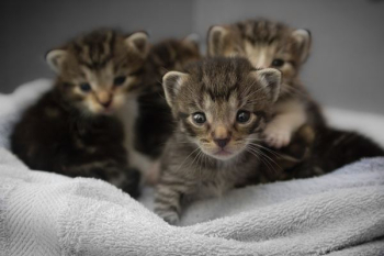 four brown tabby kittens four brown tabby kittens