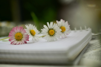 Four Daisies on Book Four Daisies on Book