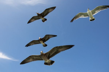four flying gull birds four flying gull birds