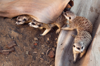 Four Gray Ferrets Four Gray Ferrets