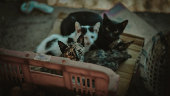 Four Kittens Four Kittens