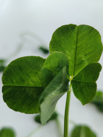 Four-leaf Clover in Close-up Shot Four-leaf Clover in Close-up Shot