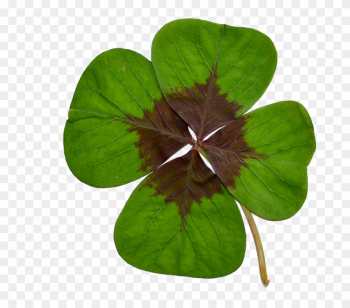 Four-leaf Clover, Luck, Green, Nature - Photography Four-leaf Clover, Luck, Green, Nature - Photography