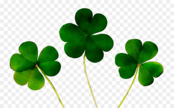 Four-leaf clover Shamrock Saint Patrick's Day Luck - Four-leaf clover Shamrock Saint Patrick's Day Luck -