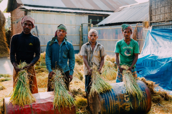 Four Men Harvesting Rice Four Men Harvesting Rice