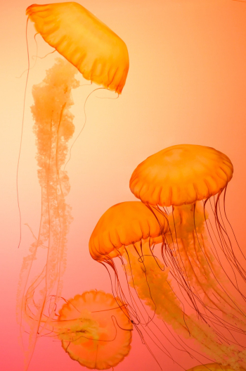Four Orange Jellyfish Wallpaper Four Orange Jellyfish Wallpaper