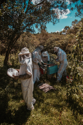 Four People Harvesting Honey Four People Harvesting Honey