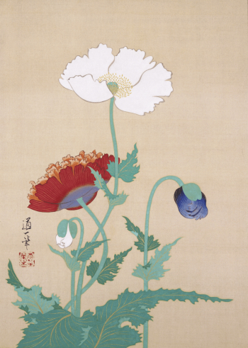 four poppies in different stages: | Free Photo - rawpixel