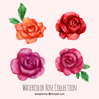 Four pretty watercolor roses Four pretty watercolor roses