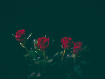 four red roses four red roses