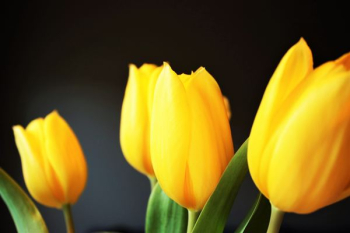 four yellow tulips four yellow tulips