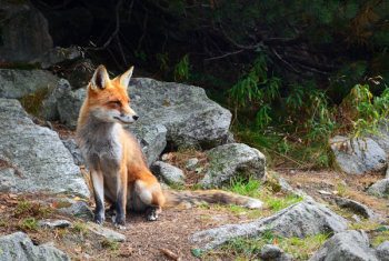Fox Fox