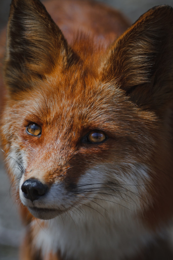 Fox🦊 Fox🦊