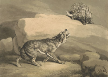 Fox and the Hedgehog (Porcupine) | Free Photo - rawpixel