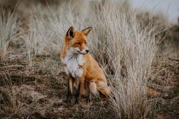fox beside grass fox beside grass