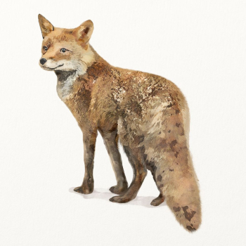 Fox illustration, animal watercolor design | Free Photo Illustration - rawpixel Fox illustration, animal watercolor design | Free Photo Illustration - rawpixel