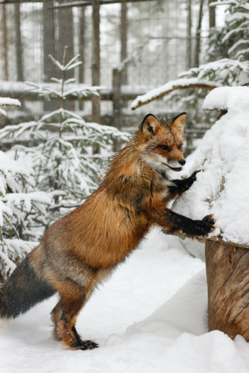 Fox in Lapland, Finland Fox in Lapland, Finland
