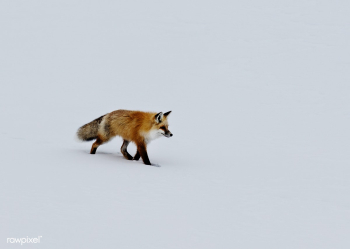 Fox in the snow | Free public domain photo - 422046 Fox in the snow | Free public domain photo - 422046