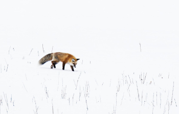 Fox in the snow | Free public domain photo - 434437 Fox in the snow | Free public domain photo - 434437