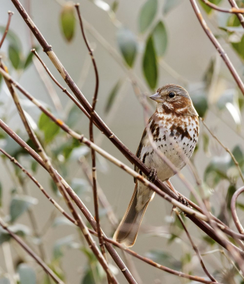 Fox sparrow. Free public domain | Free Photo - rawpixel Fox sparrow. Free public domain | Free Photo - rawpixel