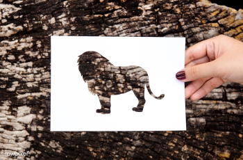 Frame abstract animal | Free stock photo - 91662 Frame abstract animal | Free stock photo - 91662