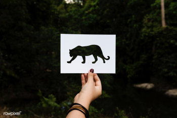 Frame jungle plant | Free stock photo - 91686 Frame jungle plant | Free stock photo - 91686