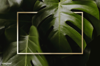 Frame on monstera background | Free stock psd mockup - 599780