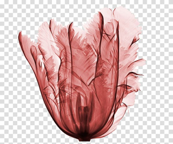 France Flower X-ray Tulip, tulip transparent background PNG clipart France Flower X-ray Tulip, tulip transparent background PNG clipart
