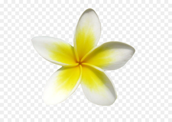 Frangipani Euclidean vector Icon - A small yellow frangipani Frangipani Euclidean vector Icon - A small yellow frangipani