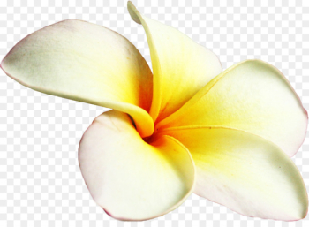Frangipani Flower Petal - frangipani Frangipani Flower Petal - frangipani
