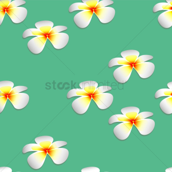 Frangipani flowers background Frangipani flowers background