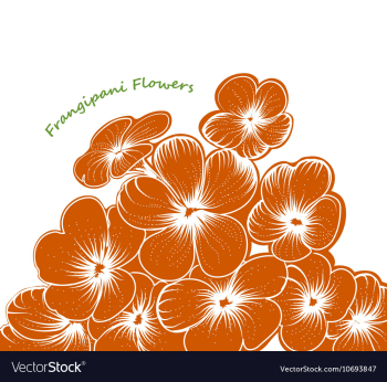 Frangipani flowers vector image Frangipani flowers vector image