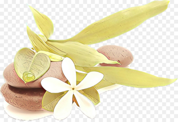 frangipani plant petal flower lemon frangipani plant petal flower lemon