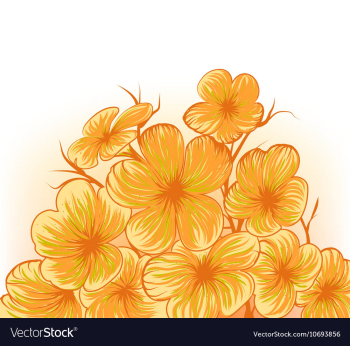 Frangipani vector image Frangipani vector image