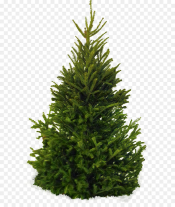 Fraser fir Pine Balsam fir Clip art - Fir-tree PNG image Fraser fir Pine Balsam fir Clip art - Fir-tree PNG image
