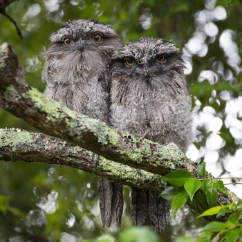 Free 2 owls sitting together | Free Photo - rawpixel