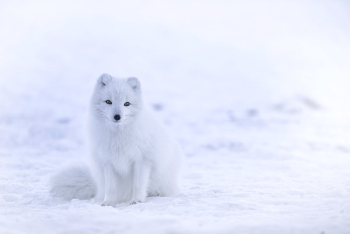 Free arctic fox sitting on snow | Free Photo - rawpixel Free arctic fox sitting on snow | Free Photo - rawpixel