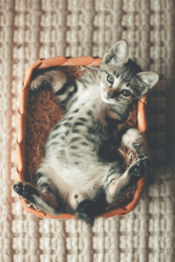 Free cute european shorthair cat | Free Photo - rawpixel Free cute european shorthair cat | Free Photo - rawpixel
