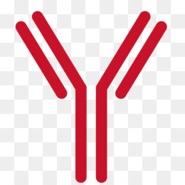 Free download Antibody ELISPOT ELISA FluoroSpot B cell - antibody png.