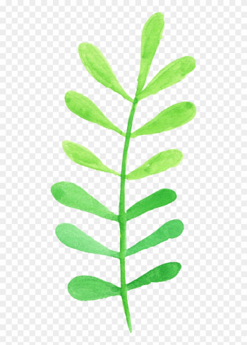 Free Download - Evening Primrose Free Download - Evening Primrose