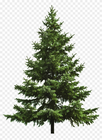 Free Download Of Christmas Tree Icon Clipart Image - Spruce Tree White Background