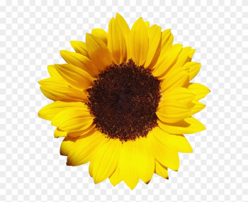 Free Download Of Sunflower Icon Clipart - Sunflower Png