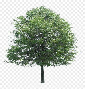 Free Download Of Tree Icon Clipart Image - Tree Photoshop